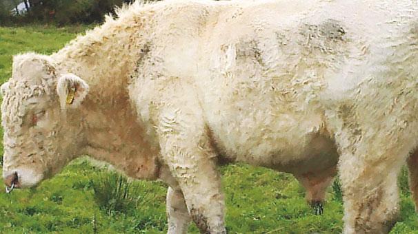 Eşcinsel eğilimler gösteren boğa mezbahaya gönderildi