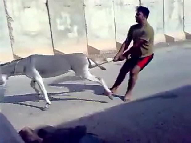 Iraklı askerlerin yavru eşeğe işkencesi internete düştü