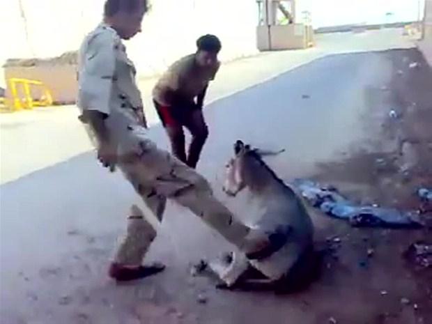 Iraklı askerlerin yavru eşeğe işkencesi internete düştü