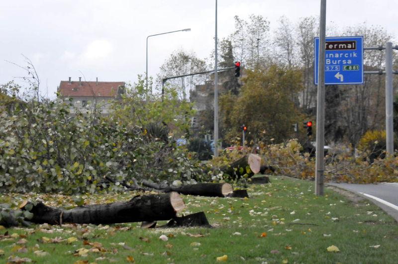 Yalova'da kesilen 180 ağacın ardından..