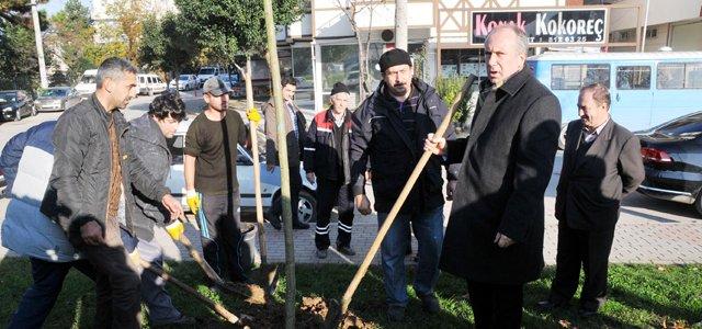 Muharrem İnce özür dileyerek fidan dikti