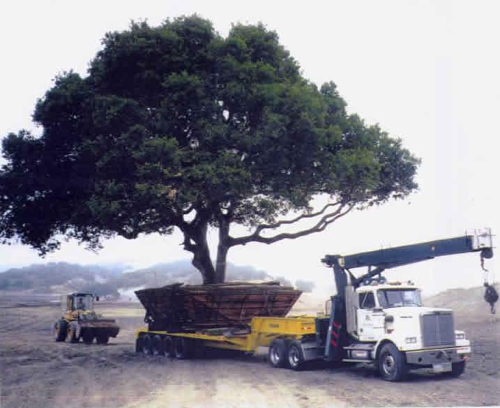 Yalova'da kesilen ağaçlar sökülüp taşınabilirdi