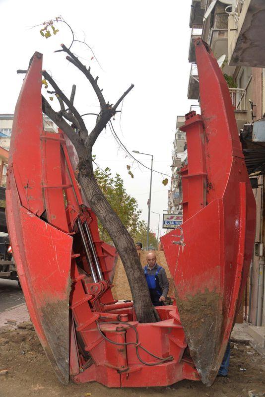 Manisa'da ağacı kesmek yerine başka bir yere taşıdılar İZLE