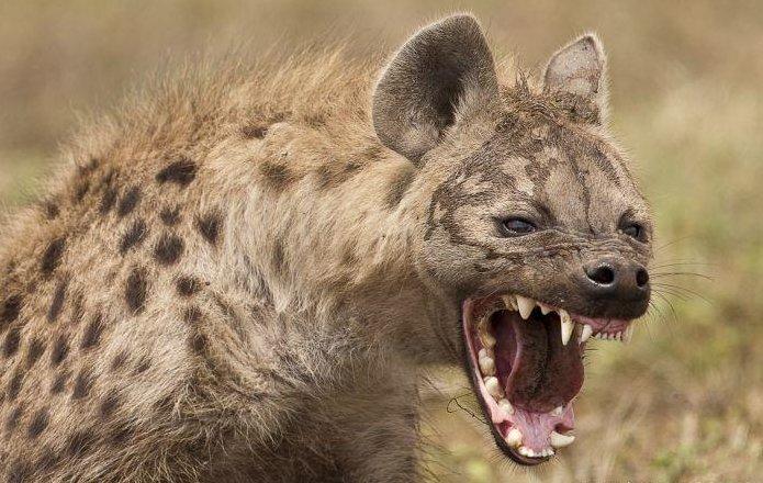 Doğanın acımasız katilleri sırtlanlar İZLE