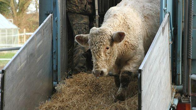 İrlandalı eşcinsel boğa mezbahadan kurtarıldı