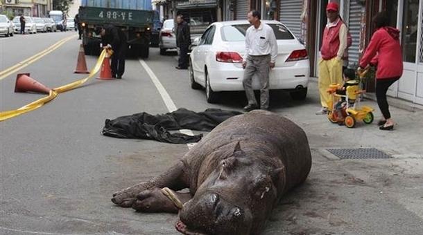 Kamyondan atlayan hipopotam yaralandı