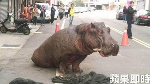 Kamyondan atlayan hipopotam yaralandı