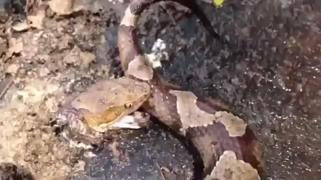 Kafası kesilen yılan kendini ısırdı İZLE