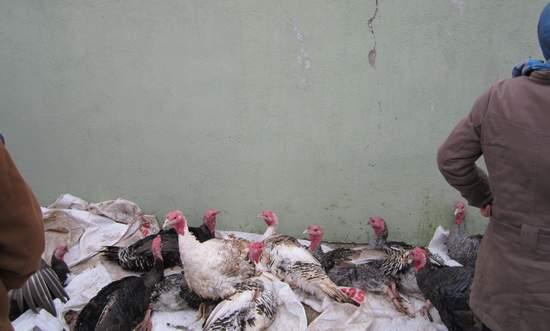 Yılbaşında binlerce hindi kesilmeyi bekliyor