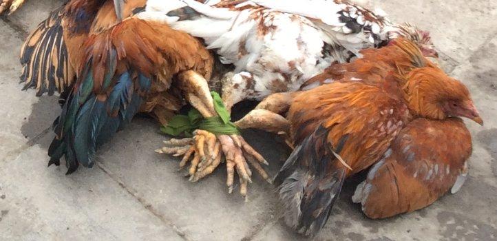 Yılbaşında binlerce hindi kesilmeyi bekliyor