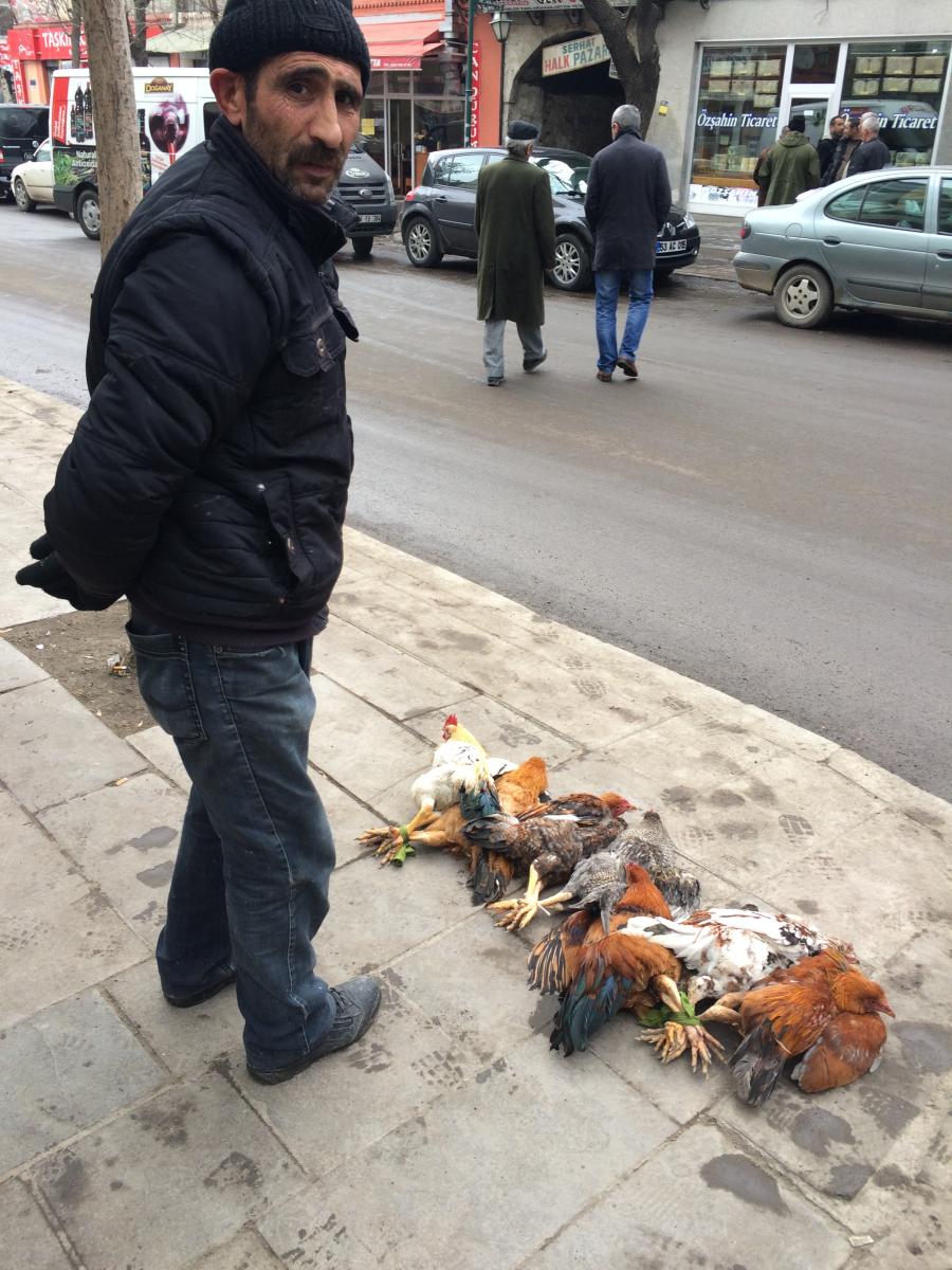 Yılbaşında binlerce hindi kesilmeyi bekliyor