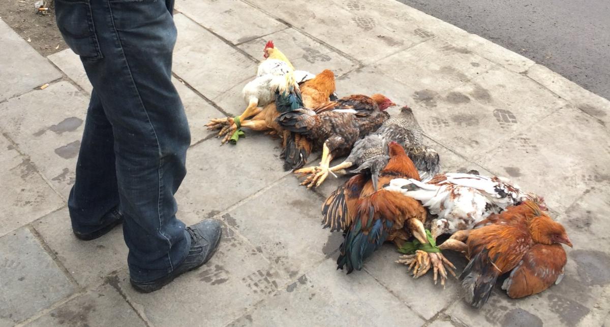 Yılbaşında binlerce hindi kesilmeyi bekliyor