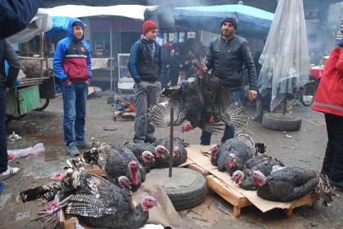 Yılbaşında binlerce hindi kesilmeyi bekliyor