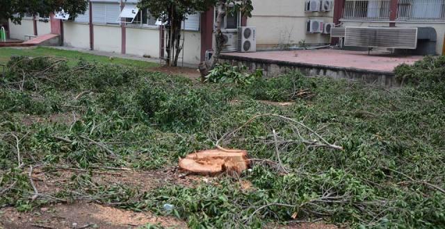 Kadıköy'de rantsal dönüşümle ağaç katliamı