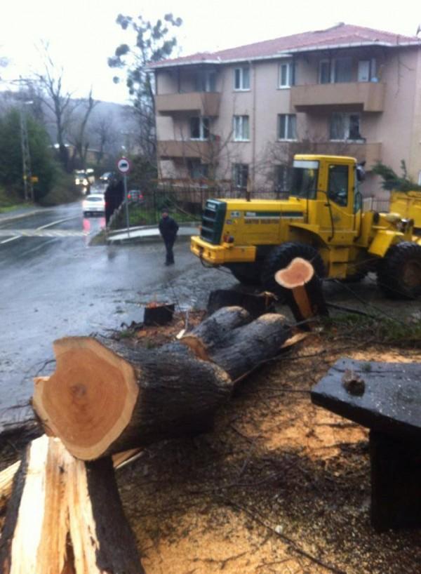 Sarıyer Belediyesi 50 yıllık ağaçları kesti