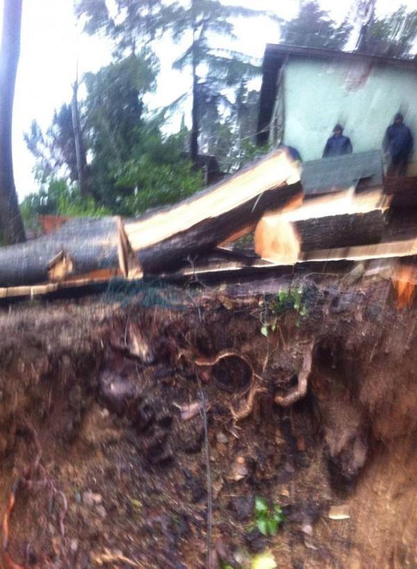 Sarıyer Belediyesi 50 yıllık ağaçları kesti