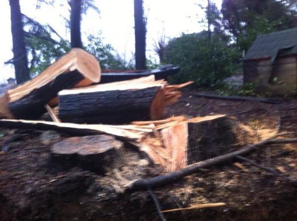 Sarıyer Belediyesi 50 yıllık ağaçları kesti