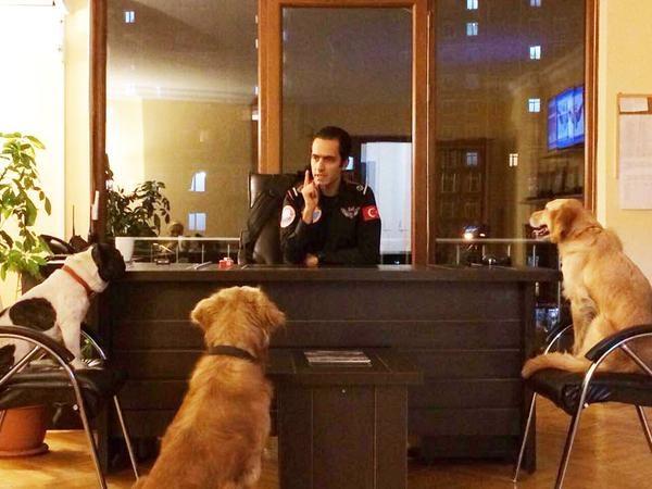 Maltepe Belediyesi 3 sokak köpeğini işe aldı