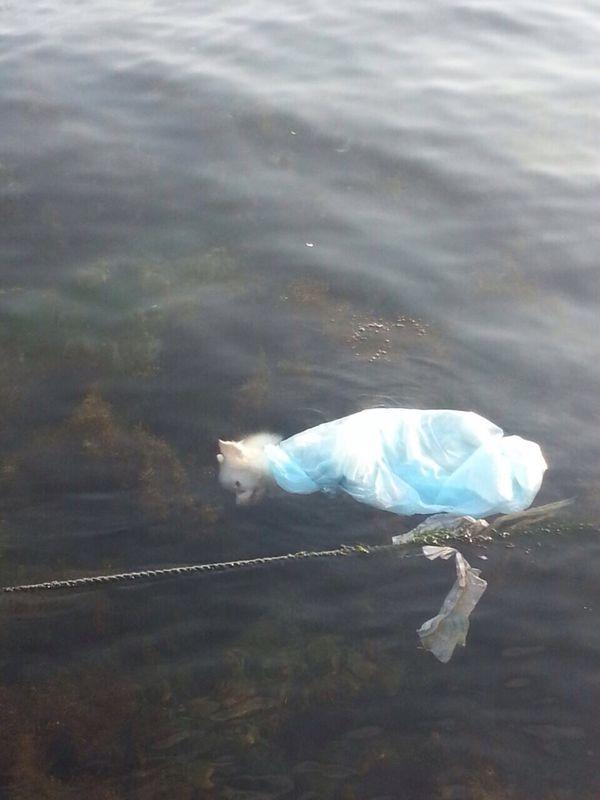 Sarıyer sahilinde poşetin içinde köpek cesedi bulundu