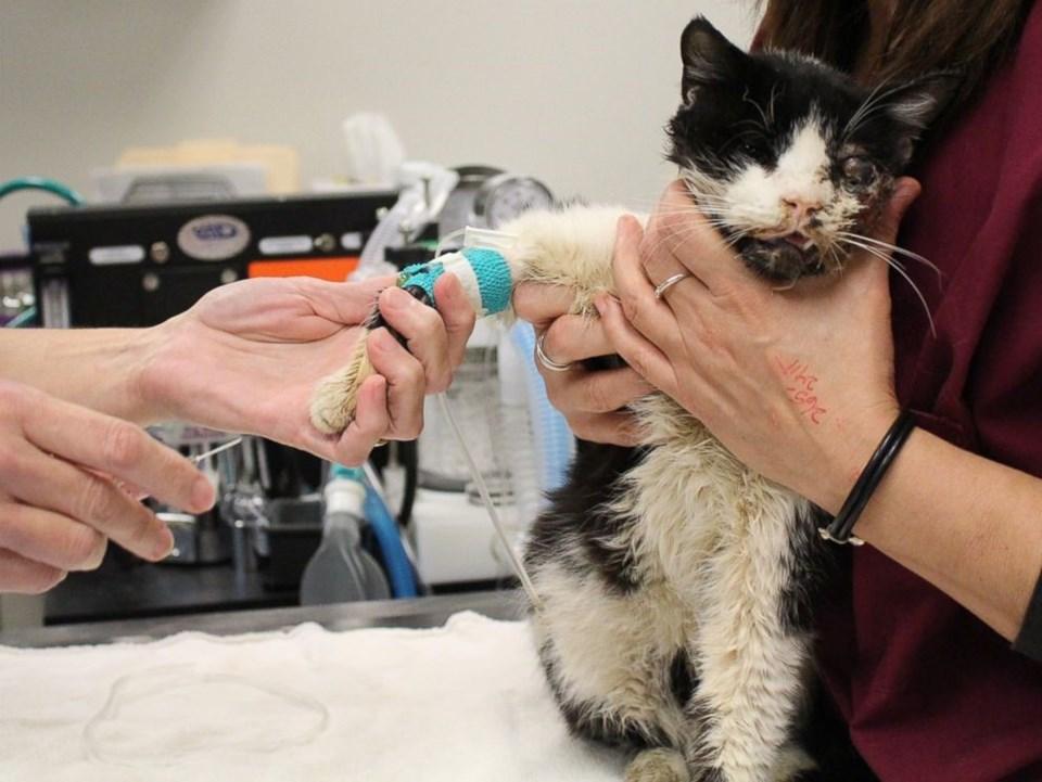 Öldüğü sanılan kedi 5 gün sonra gömüldüğü yerden çıktı