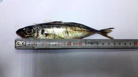 Yaşlı kadın şifa için canlı balık yuttu ölümden döndü