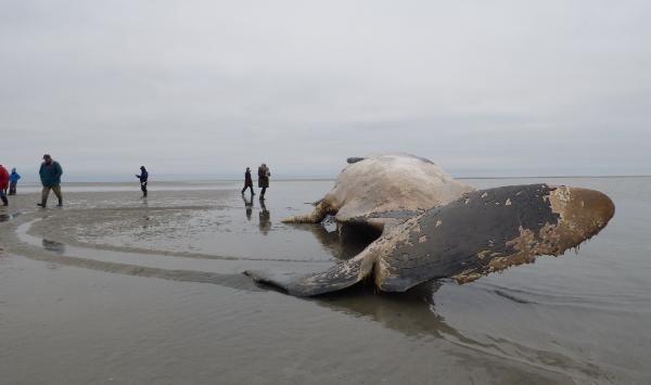 Danimarka'da 12 metrelik balina sahile vurdu