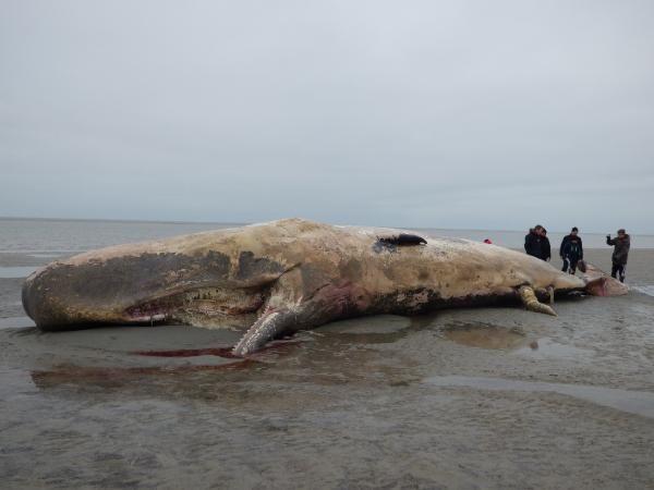 Danimarka'da 12 metrelik balina sahile vurdu