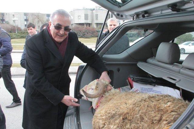 CHP'li vekil Meclis'e koçla gitti