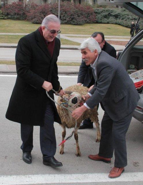 CHP'li vekil Meclis'e koçla gitti