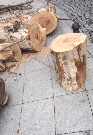 CHP'li Şişli Belediyesi otel için ağaç kesti