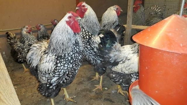 Bursa'da süs tavukları 10 bin liraya kadar alıcı buluyor