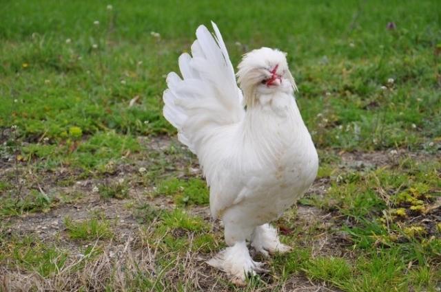 Bursa'da süs tavukları 10 bin liraya kadar alıcı buluyor