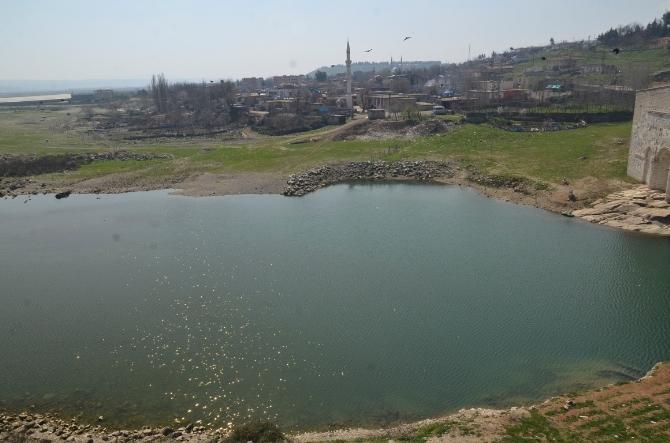 Su samurunun nesli tükeniyor