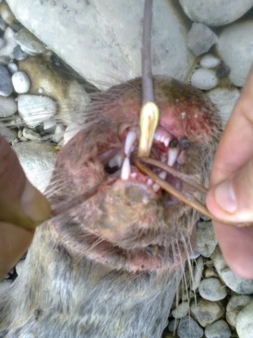 Su samurunun nesli tükeniyor