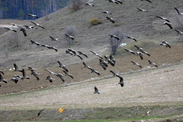 Telli turnalar 5 yıl sonra ilk kez Kastamonu'da görüldü