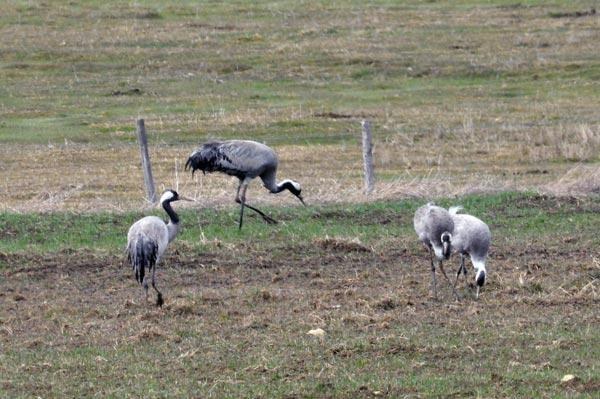 Telli turnalar 5 yıl sonra ilk kez Kastamonu'da görüldü