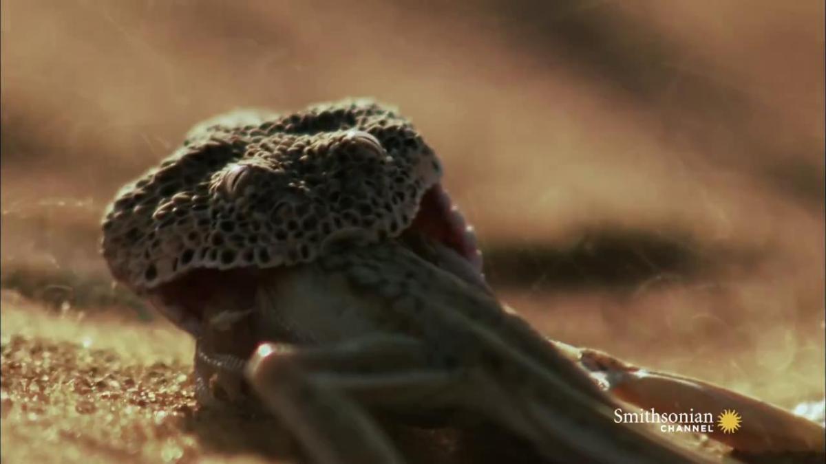 Kuma gizlenen yılanın kertenkele avı