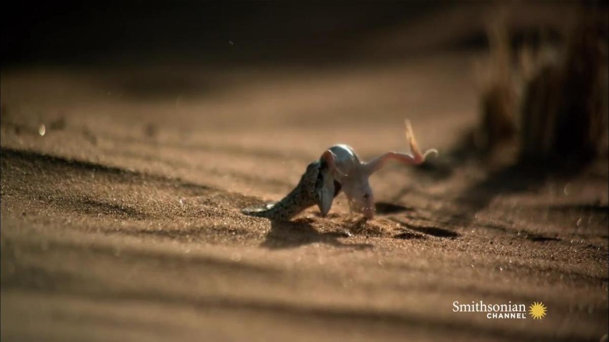 Kuma gizlenen yılanın kertenkele avı