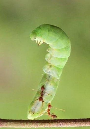 Karınca koca tırtılı sırtında taşıdı