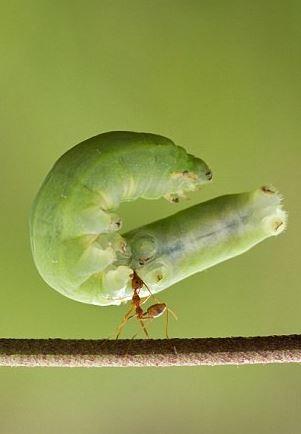 Karınca koca tırtılı sırtında taşıdı