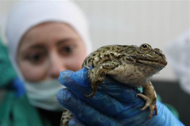 Balıkesirli firma kurbağa ve salyangozu Avrupa'ya satıyor