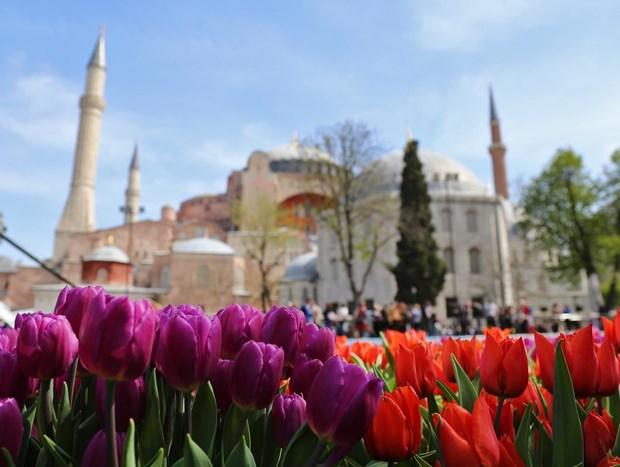 Sultanahmet'te dünyanın en büyük halı motifi oluşturuldu