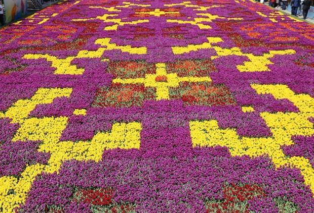 Sultanahmet'te dünyanın en büyük halı motifi oluşturuldu