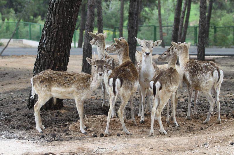 Türkiye'nin ilk safari parkı Gaziantep'te açılacak