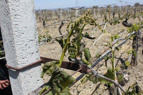 Manisa'da doğal afet: Üzümler dalında kurudu