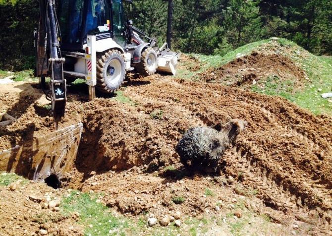 Bolu'da çukura düşen ayı saatler sonra kurtarıldı