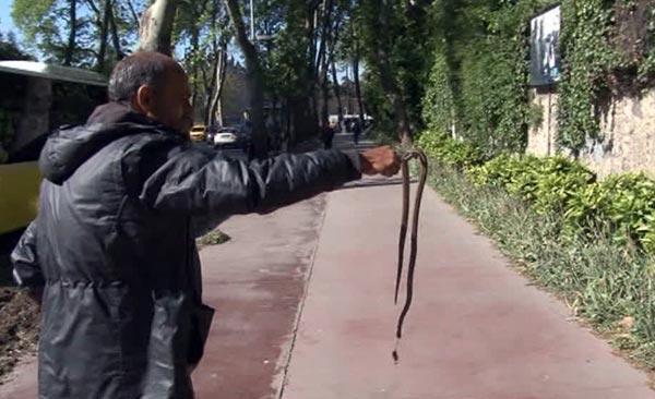 Beşiktaş'ta bir adam öldürdüğü yılanla iki saat tur attı