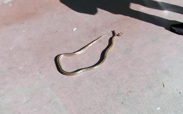 Beşiktaş'ta bir adam öldürdüğü yılanla iki saat tur attı