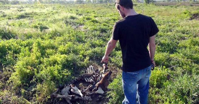 Adapazarı'nda etleri alınmış at kemikleri bulundu