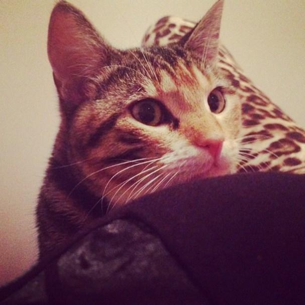 Ömür Gedik ölen kedisi için ağladı